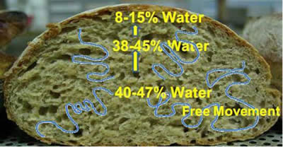 Принцип вакуумного охлаждения воды при охлаждении хлеба